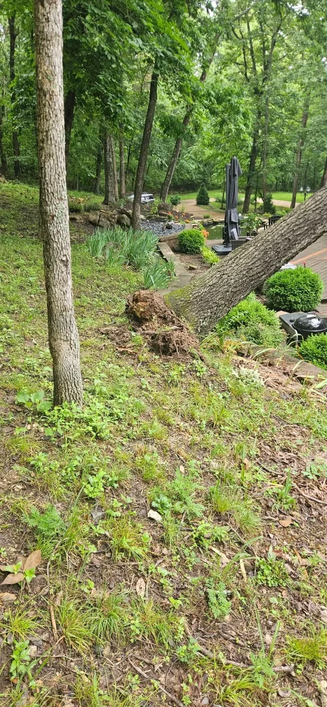 A large tree is partially uprooted and leaning at a sharp angle in a landscaped backyard