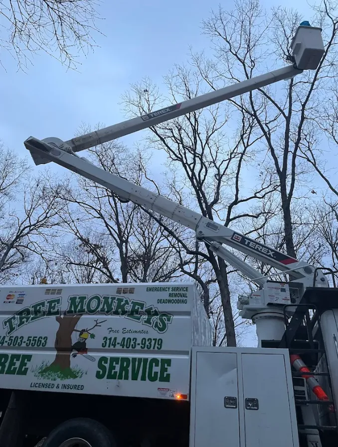 A white Tree Monkeys Tree Service truck with its Terex bucket arm extended toward a winter sky