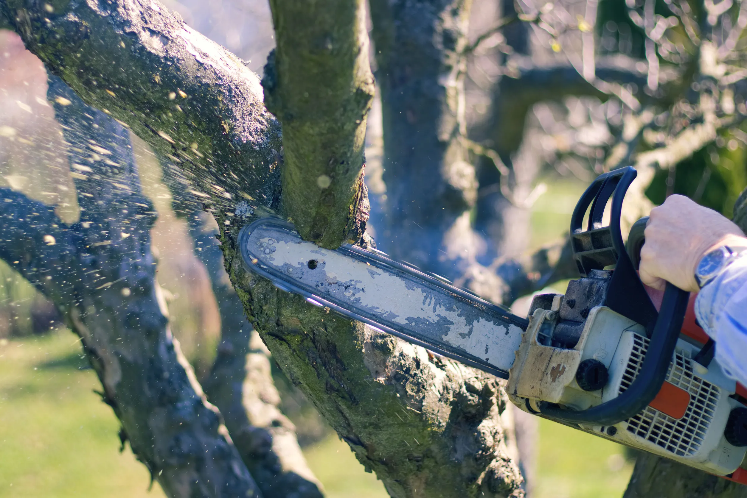 A man cuts tree branches with a chainsaw while felling a tree in a yard
