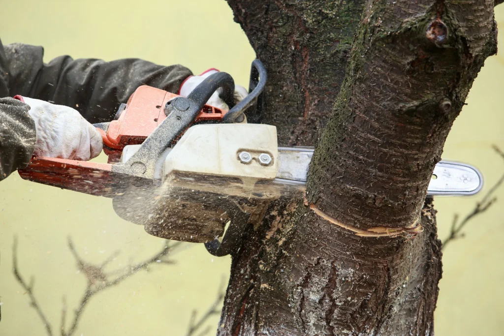 A chainsaw in the hand of a lumberjack