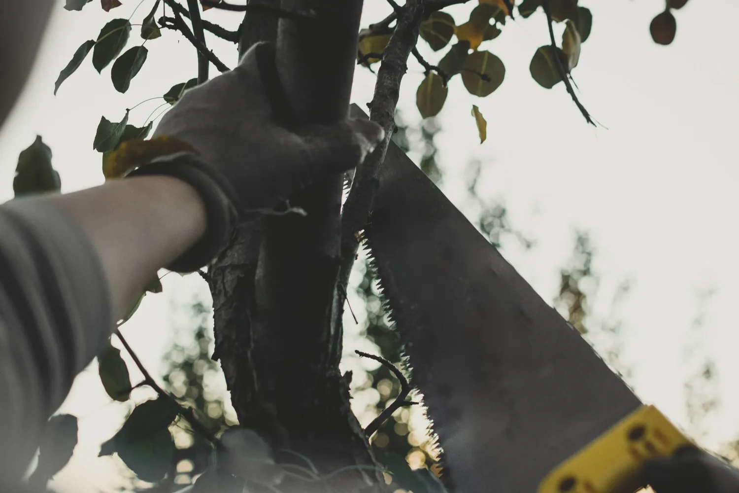A pruning saw cutting a tree branch